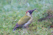 Female Green Woodpecker, Monks Eleigh, Suffolk, England, December 2010 - click for larger image