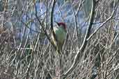 Green Woodpecker, Arthur's Seat, Edinburgh, Scotland, January 2003 - click for larger image