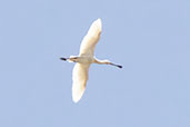 Eurasian Spoonbill, Spain, May 2022 - click for larger image