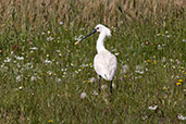 Eurasian Spoonbill, Spain, May 2022 - click for larger image