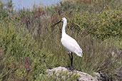 Eurasian Spoonbill, Spain, May 2022 - click for larger image