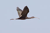 Glossy Ibis, Coto Donana, Andalucia, Spain, May 2022 - click for larger image