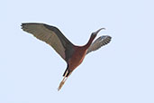 Glossy Ibis, Coto Donana, Andalucia, Spain, May 2022 - click for larger image