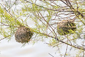 Black-headed Weaver, Coto Donana, Andalucia, Spain, May 2022 - click for larger image