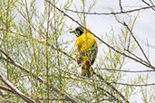 Black-headed Weaver, Coto Donana, Andalucia, Spain, May 2022 - click for larger image