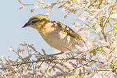 Black-headed Weaver, Coto Donana, Andalucia, Spain, May 2022 - click for larger image