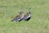 Male Golden Plover, Yell, Shetland, Scotland, May 2004 - click for larger image