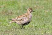 Female Golden Plover, Yell, Shetland, Scotland, May 2004 - click for larger image