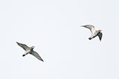 Golden Plover, Wlaton Backwater, Essex, England, September 2017 - click for larger image