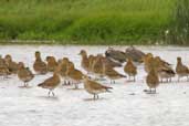 Golden Plover, Musselburgh, Scotland, September 2002 - click for larger image