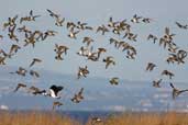 Golden Plover, Musselburgh, Scotland, October 2002 - click for larger image