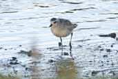 Grey Plover, Aberlady Bay, Scotland, October 2004 - click for larger image