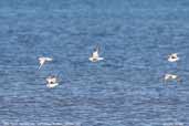 Grey Plover, Aberlady Bay, Scotland, October 2006 - click for larger image