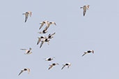 Grey Plover, Brazo del Este, Andalucia, Spain, May 2022 - click for larger image