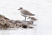Grey Plover, Hazelwood Marshes, Suffolk, England, April 2023 - click for larger image