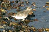 Grey Plover, Musselburgh, Scotland, November 2002 - click for larger image