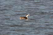 Winter-plumaged adult Slavonian Grebe, Musselburgh, East Lothian, Scotland, November 2002 - click for larger image