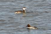 Winter-plumaged adult Slavonian Grebe with female Goldeneye, Musselburgh, East Lothian, Scotland, November 2002 - click for larger image