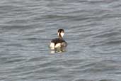 Winter-plumaged adult Slavonian Grebe, Musselburgh, East Lothian, Scotland, November 2002 - click for larger image