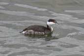 Winter-plumaged adult Slavonian Grebe, Musselburgh, East Lothian, Scotland, November 2002 - click for larger image