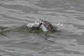 Winter-plumaged adult Slavonian Grebe, Musselburgh, East Lothian, Scotland, November 2002 - click for larger image