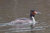 Male Great Crested Grebe, Alton Water, Suffolk, March 2005 - click for larger image