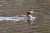Female Great Crested Grebe, Alton Water, Suffolk, March 2005 - click for larger image