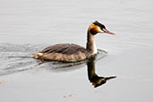 Great Crested Grebe, Lackford Lakes, Suffolk, September 2009 - click for larger image