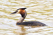 Great Crested Grebe, Barcelona, Spain, May 2022 - click for larger image