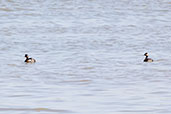 Black-necked Grebe, Andalucia, Spain, May 2022 - click for larger image