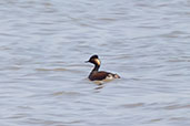 Black-necked Grebe, Andalucia, Spain, May 2022 - click for larger image