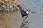 Purple Swamphen, Spain, May 2022 - click for larger image