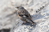 Alpine Accentor, Ordesa, Aragon, Spain, May 2022 - click for larger image
