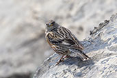 Alpine Accentor, Ordesa, Aragon, Spain, May 2022 - click for larger image