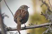 Dunnock, Edinburgh, Scotland, February 2005 - click for larger image