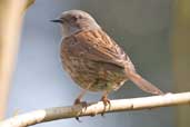 Dunnock, Edinburgh, Scotland, April 2005 - click for larger image