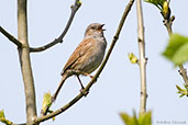 Dunnock, Monks Eleigh, Suffolk, England, May 2008 - click for larger image