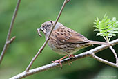 Dunnock, Kingussie, Scotland, June 2012 - click for larger image