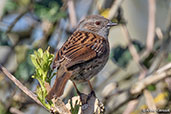 Dunnock, Monks Eleigh, Suffolk, England, April 2015 - click for larger image