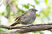 Dunnock, Lackford Lakes, Suffolk, England, May 2021 - click for larger image