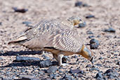 Crowned Sandgrouse, near Merzouga, Morocco, April 2014 - click for larger image