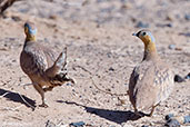 Crowned Sandgrouse, near Merzouga, Morocco, April 2014 - click for larger image