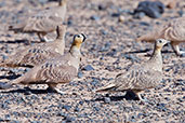 Crowned Sandgrouse, near Merzouga, Morocco, April 2014 - click for larger image