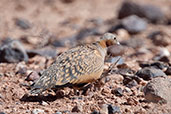 Black-crowned Sandgrouse, near Boumalne du Dades, Morocco, April 2014 - click for larger image