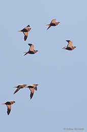 Black-crowned Sandgrouse, near Boumalne du Dades, Morocco, April 2014 - click for larger image