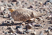 Spotted Sandgrouse, near Boumalne du Dades, Morocco, April 2014 - click for larger image