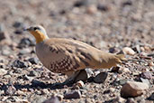 Spotted Sandgrouse, near Boumalne du Dades, Morocco, April 2014 - click for larger image