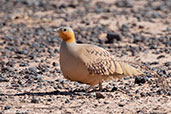 Spotted Sandgrouse, near Merzouga, Morocco, April 2014 - click for larger image