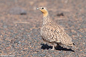 Spotted Sandgrouse, near Merzouga, Morocco, April 2014 - click for larger image