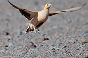 Spotted Sandgrouse, near Merzouga, Morocco, April 2014 - click for larger image